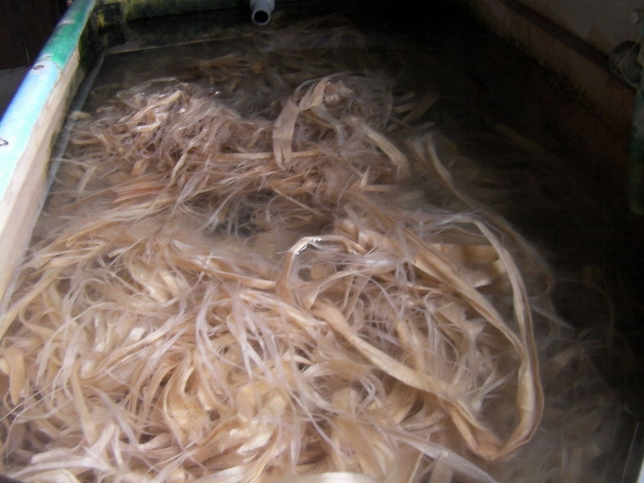 和紙の原料である楮は樹皮を剥ぎ、水に晒して、さらに下処理していきます