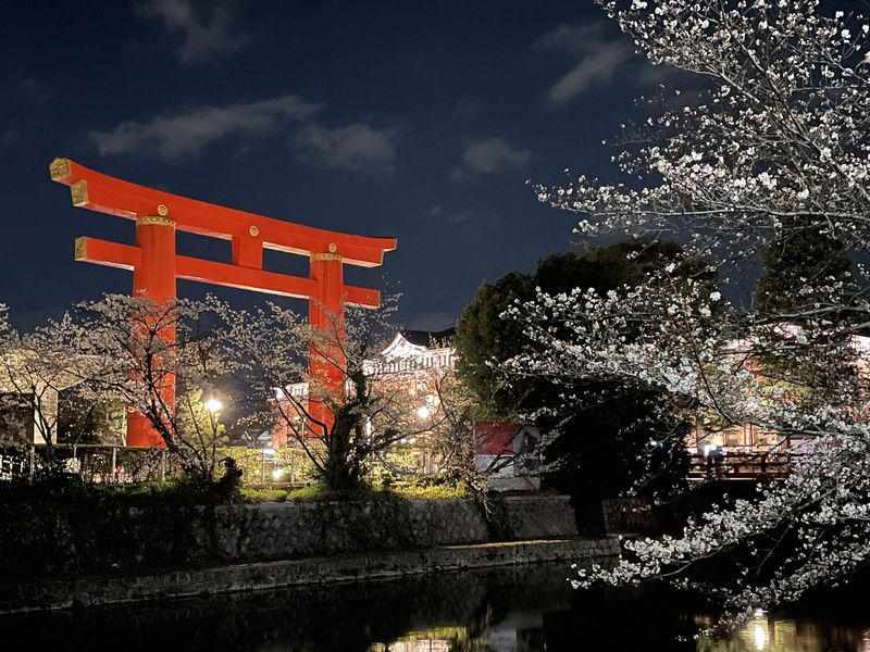京都・平安神宮の大鳥居。先日、夜桜見物で平安神宮まで行ってきました。