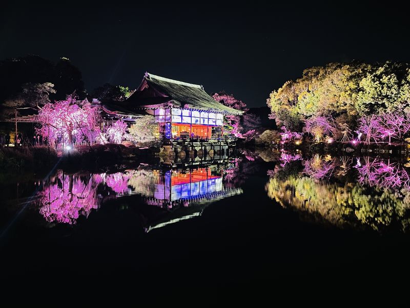 平安神宮神苑の貴賓館尚美館と桜のライトアップ。