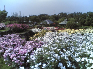 浜寺公園薔薇園