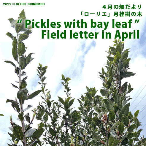 オフィスしのも　4月の畑　月桂樹　ピクルス　野菜　保存食　アドリブレシピ　ローリエ　半径5メートル