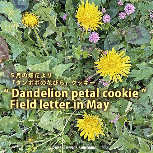 オフィスしのも　５月の畑　タンポポ　たんぽぽの花　アドリブレシピ　クッキー　半径5メートル　おやつ